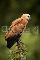 Black-collared hawk in profile perched on stump
