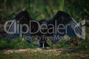 Black vulture doing mating dance on ground