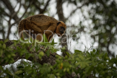 Black howler monkey standing on tree branch