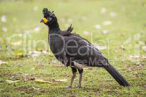 Black curassow standing on lawn with leaves