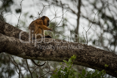 Baby black howler monkey sitting on branch