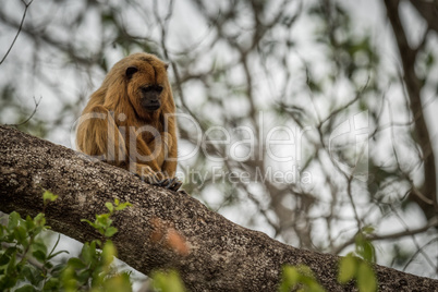 Black howler monkey looking down on branch