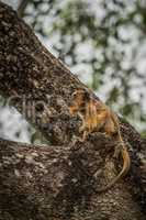 Baby black howler monkey looking up tree