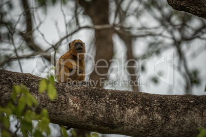 Baby black howler monkey sitting in tree