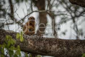 Baby black howler monkey sitting in tree
