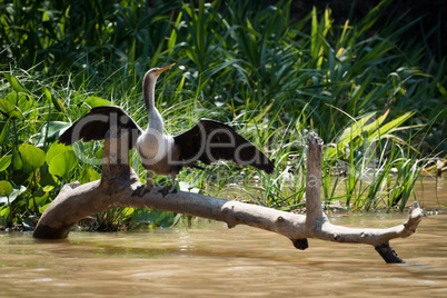 Anhinga stretching wings on log in river