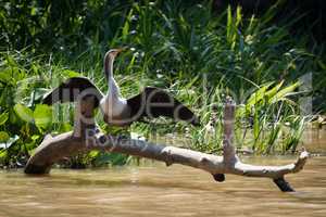 Anhinga stretching wings on log in river