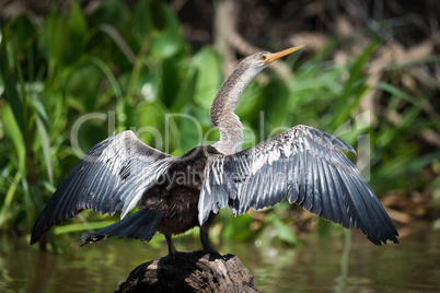 Anhinga spreading wings on rock in water