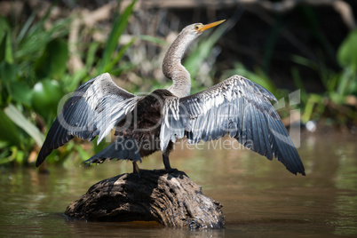 Anhinga spreading wings on rock in river