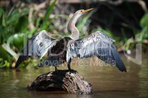 Anhinga spreading wings on rock in river