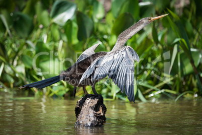 Anhinga spreading wings on rock by reeds