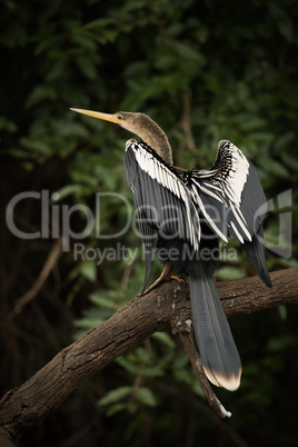 Anhinga perched on dead branch stretching wings