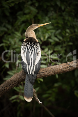 Anhinga perched on dead branch facing right