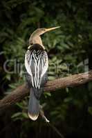 Anhinga perched on dead branch facing right