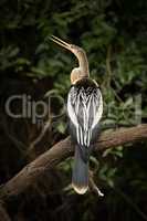 Anhinga on dead branch with open beak