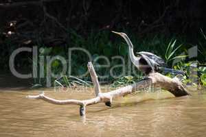 Anhinga on dead log in muddy river