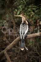 Anhinga perched on dead branch facing left