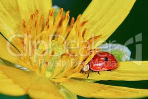 Ladybug on a marsh marigold