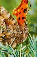 Comma butterfly (Polygonia c-album) basking in the sun