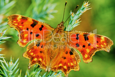 Comma butterfly (Polygonia c-album) basking in the sun