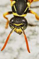Wasps head closeup