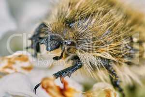 Shaggy chafer