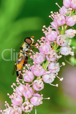 Fly hoverflies on flowering tamarisk