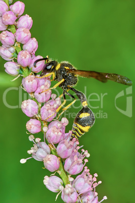 Wasp on flowering tamarisk