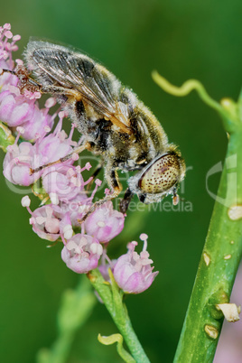 Fly hoverflies on flowering tamarisk