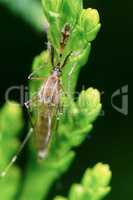 Malarial mosquitoes on the juniper branch