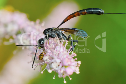 Gasteruptiidae wasp  on flowering tamarisk