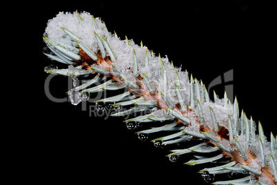 The branch of a pine covered with frost