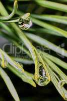 Raindrops on pine needles