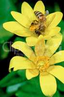 Bee on a marsh marigold