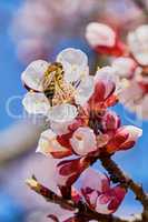 Bee on flowering apricot