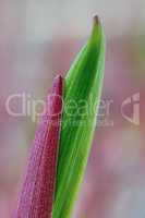 Sprout of a eurasian solomon's seal