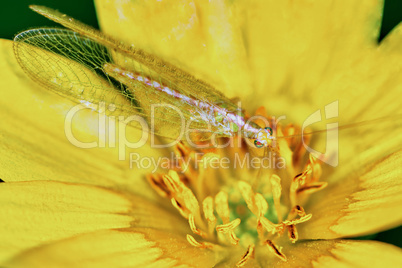 Lacewing on a marsh marigold