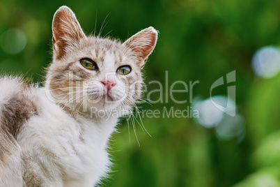 Portrait of a cat (female)