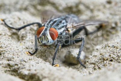 Gray fly front view