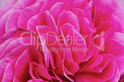 Petals pink tea rose