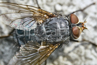 Gray fly view from above