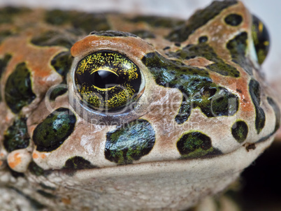 frog closeup