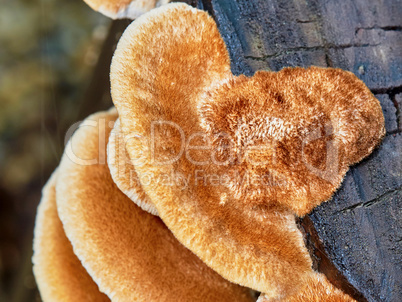 Big hairy fungus on a tree stump