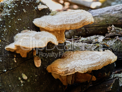 Three toadstools on a stump