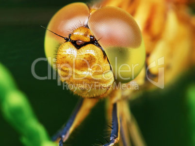 The head of a dragonfly
