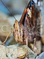 Butterfly front view