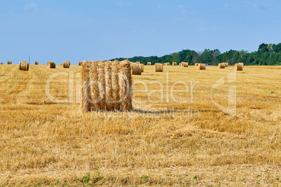 Harvested field with wheat
