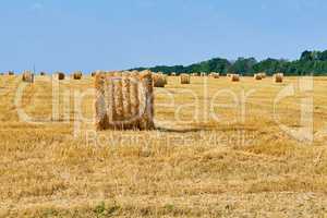 Harvested field with wheat