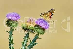 Butterfly basking in the sun