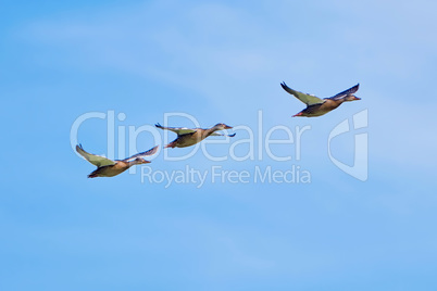 Three ducks in flight